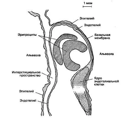 capilare pulmonare