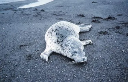 Larga, sau pătate fotografie sigiliu, stil de viață, animale