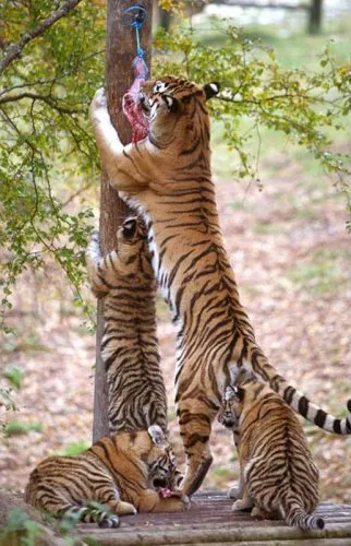 2010 - Anul Tigrului (24 poze) - iubitorii de site-ul de animale