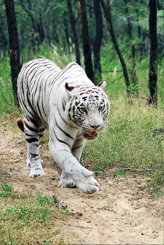 2010 - Anul Tigrului (24 poze) - iubitorii de site-ul de animale