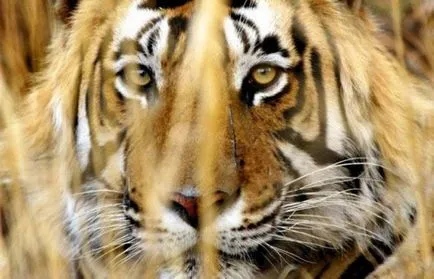 2010 г. - годината на Тигъра (24 снимки) - любители на сайта на животните