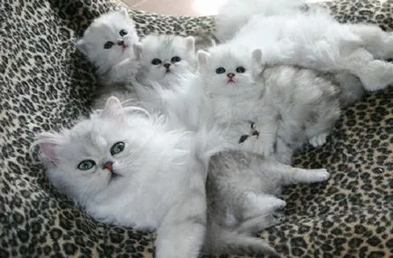 20 mame-ating fotografii pentru pisici cu pui fermecătoare