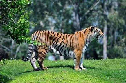2010 - A Tigris éve (24 fotó) - helyszíni állatbarátok
