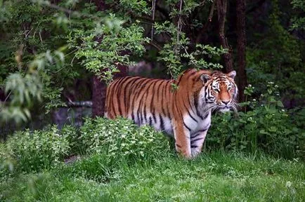 2010 - A Tigris éve (24 fotó) - helyszíni állatbarátok