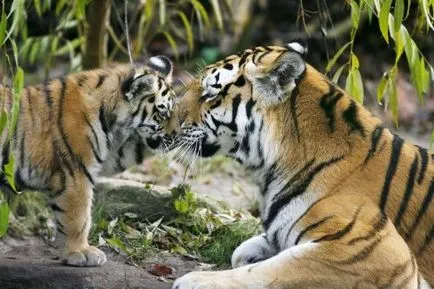 2010 г. - годината на Тигъра (24 снимки) - любители на сайта на животните