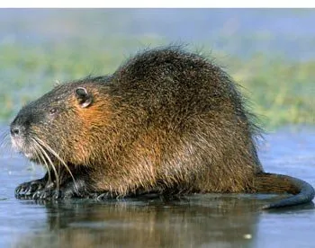 Csapdák nutria