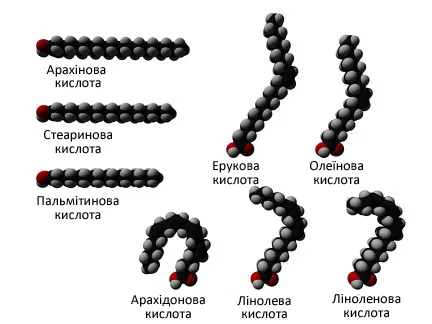 lipidek biokémiája