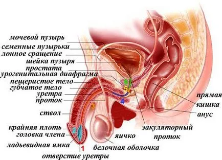 Лимфни възли с простатит - простатит симптоми и лечението