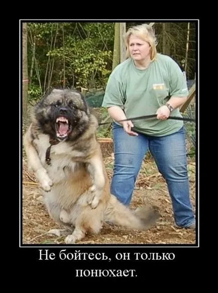 Az engedélyt a kutya az állat, mint egy fegyver