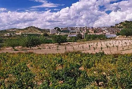 Cele mai bune vinuri din Spania