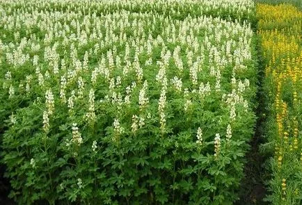 Lupin ca îngrășământ verde când să planteze cultivarea