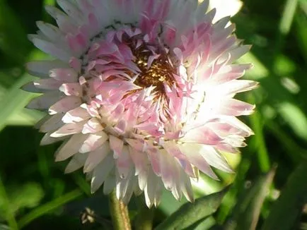 Mágikus Helichrysum növények, miközben kedvesség