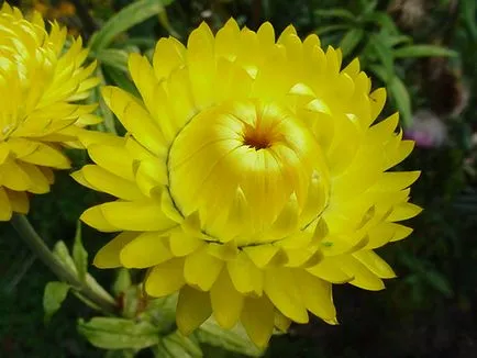 Mágikus Helichrysum növények, miközben kedvesség