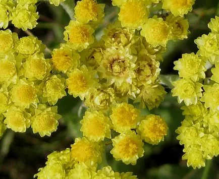 Mágikus Helichrysum növények, miközben kedvesség