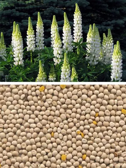 Lupin ca îngrășământ verde când să planteze cultivarea