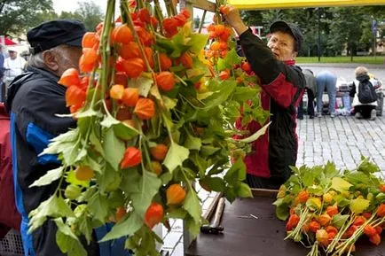 tomate mexican