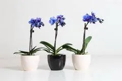 Mini orchidea ellátás szabályai, termesztési módszerekkel, különösen transzplantációs növények