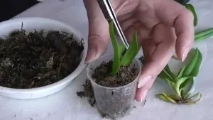 Mini reguli de ingrijire orhidee, metode de reproducere și în special plante de transplant