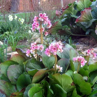 Plante perene Bergenia fotografie arata ca saxifrage, creșterea plantelor