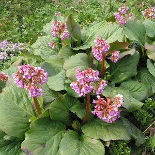 Plante perene Bergenia fotografie arata ca saxifrage, creșterea plantelor