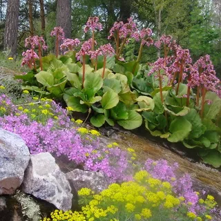 Évelő növény Bergenia fényképet néz kőtörőfű, növényi növekedést