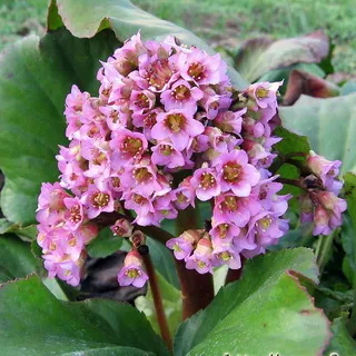 Évelő növény Bergenia fényképet néz kőtörőfű, növényi növekedést