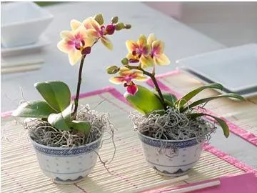 Mini orchidea ellátás szabályai, termesztési módszerekkel, különösen transzplantációs növények