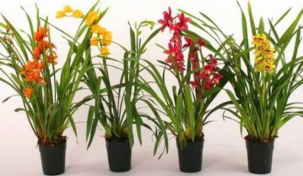 Mini orchidea ellátás szabályai, termesztési módszerekkel, különösen transzplantációs növények