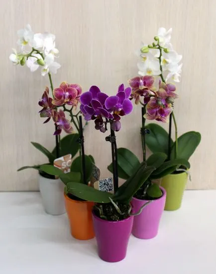 Мини правила орхидея грижи, методи на отглеждане и най-вече за трансплантация растения