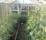 Може ли все пак по някакъв начин, че е възможно в оранжерия за отглеждане краставици и домати