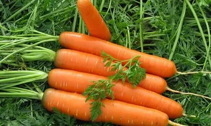 отглеждането на моркови, агробизнеса