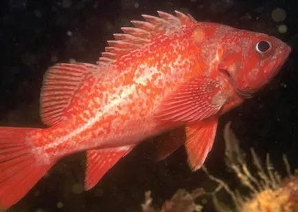 speciile și habitatele lor Grouper