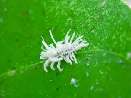 Mealybug cum să scape, pentru a lupta in sere, orhidee, cactusi, violete, fotografii,