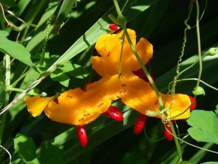 Momordica - cultivarea și medicinale proprietăți