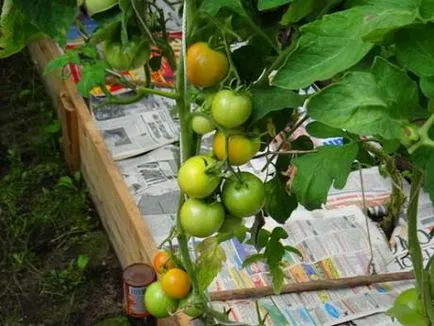 Мулчиране домати - стъпка към високи добиви