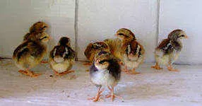 Месни породи пилета за угояване, функции и съдържание, птицевъдство