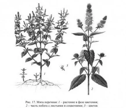 Menta - agroarhiv materiale agricole