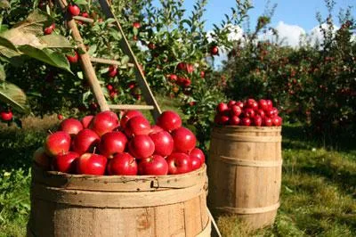 Îngrășământul necesar pentru toamna mere