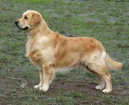 Minden - Golden Retriever