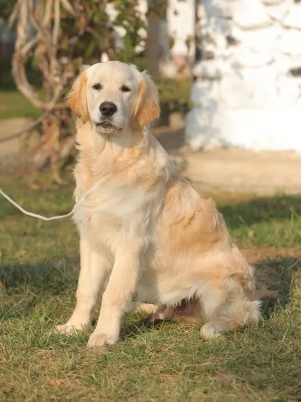 Minden - Golden Retriever