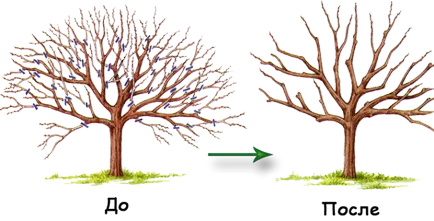 Резитба на овощни дървета през пролетта на схеми и правила, сроковете за предградията, млади, стари, върхове,