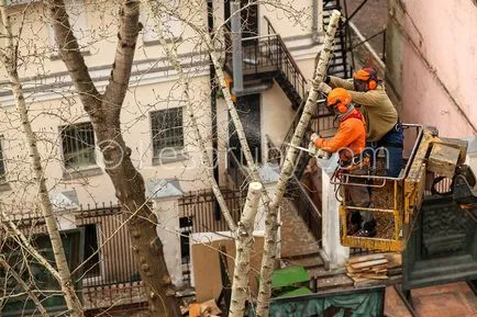 Mai ales copaci Tunsul tei primăvară, pin, molid, fructe si ornamentale