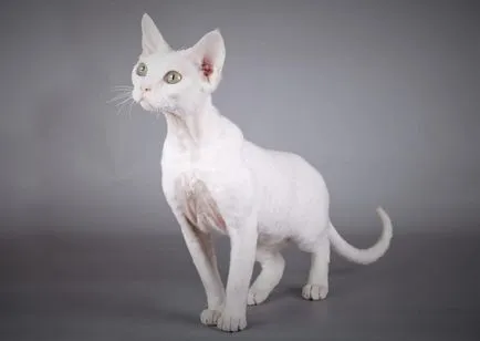 Általános információk a Devon Rex leírás, karakter, ellátás, allergia, vásárlás