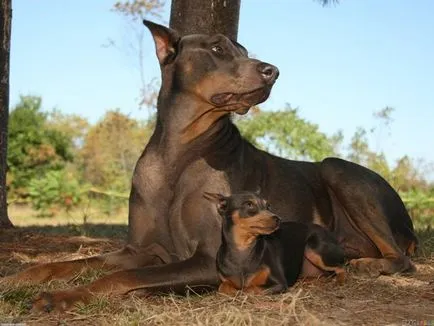 Privire de ansamblu asupra Rase de caini standard de Doberman, descriere, îngrijire și reprezentanții foto