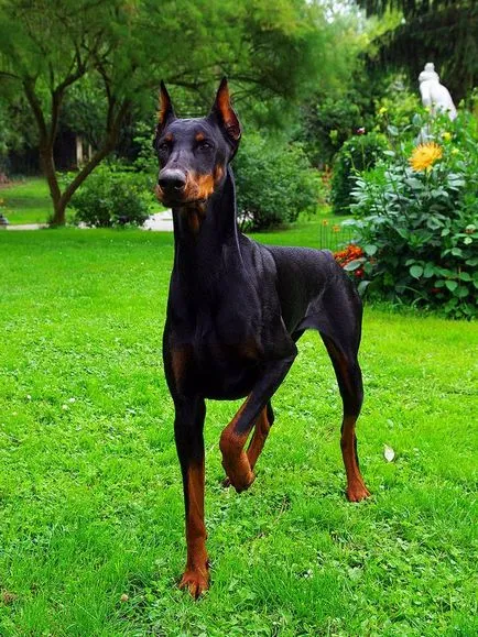 Privire de ansamblu asupra Rase de caini standard de Doberman, descriere, îngrijire și reprezentanții foto