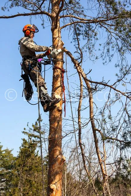 Mai ales copaci Tunsul tei primăvară, pin, molid, fructe si ornamentale