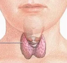 Pajzsmirigy adenoma típusok, a tünetek, a kezelés