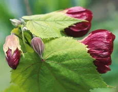 Abutilon грижи за саксийни клен, ивици Abutilon