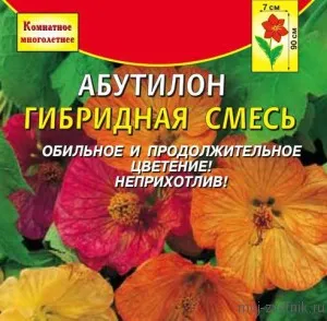 Abutilon семена, моята цветна градина!