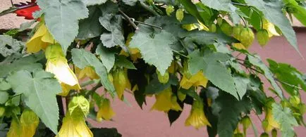 Abutilon грижи за саксийни клен, ивици Abutilon